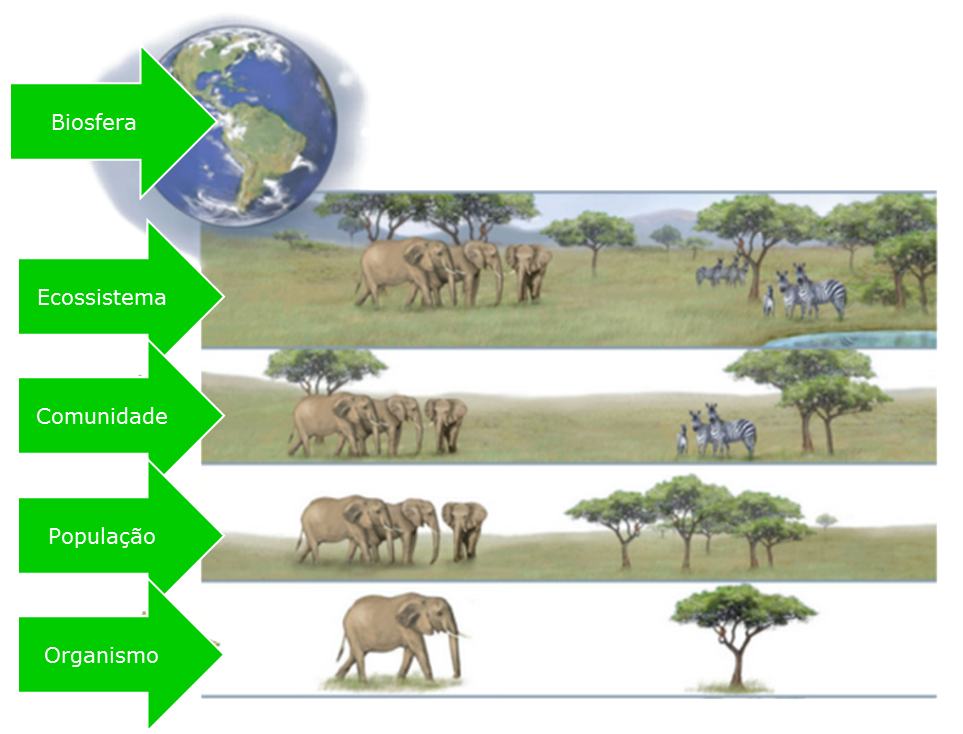 Biosfera