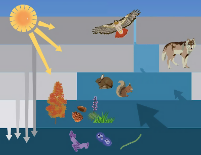 Pirâmide ecológica
