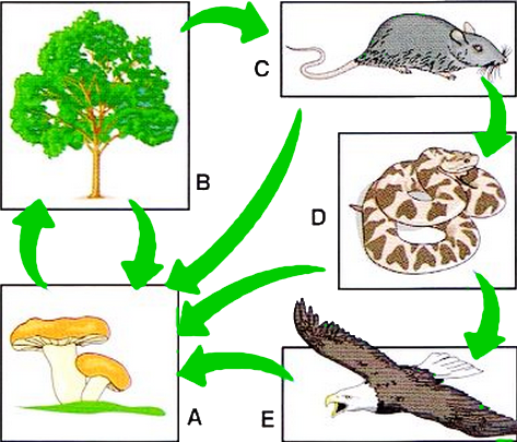 Decompositores