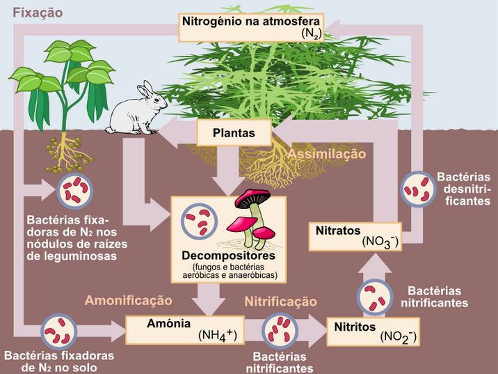 Ciclo do azoto ou ciclo do nitrogénio