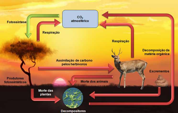 Ciclo CO2