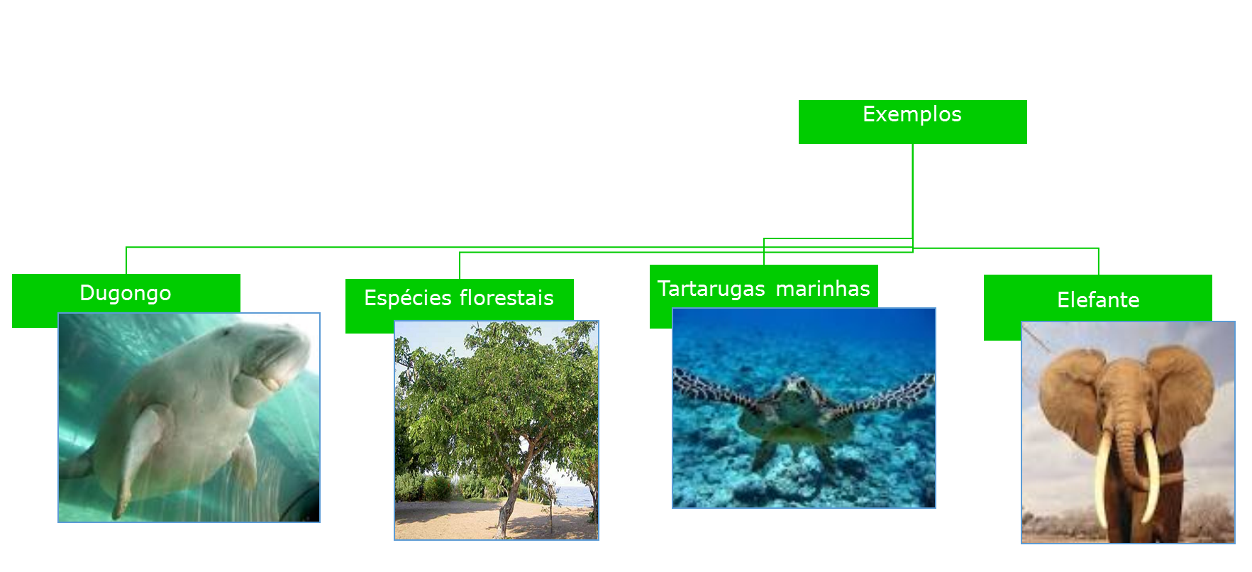 Extinção de espécies