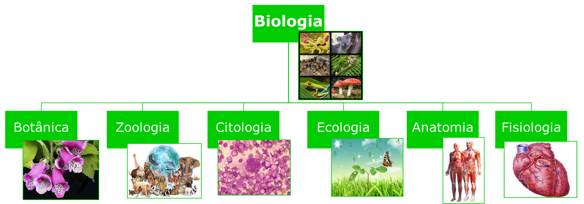 Áreas da Biologia