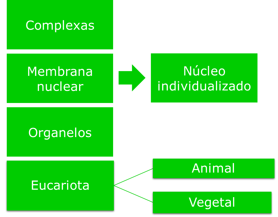 Características das células eucariotas