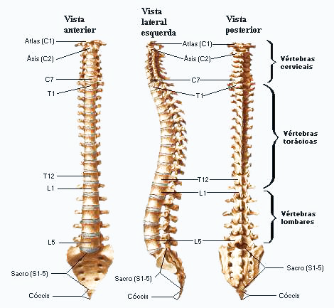 Coluna Vertebral