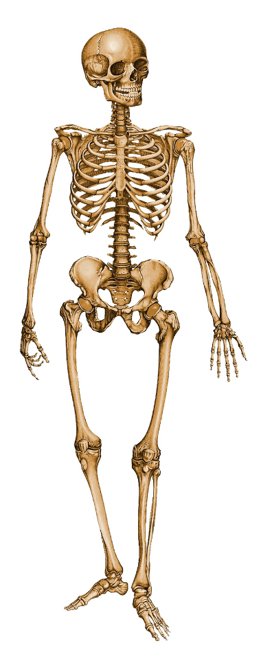 Esqueleto Humano