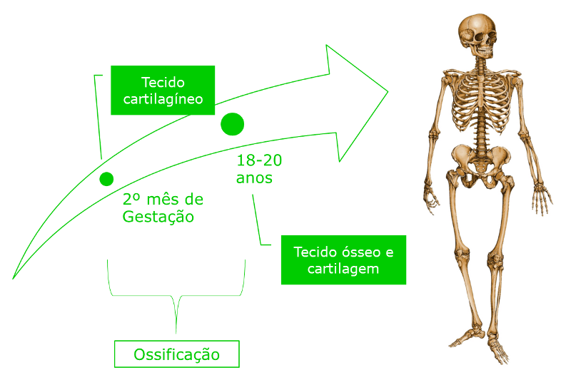 Consistência Evolutiva do Esqueleto Humano