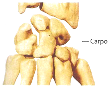 Ossos curtos