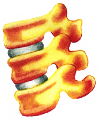 Articulações semimóveis ou anfiartroses