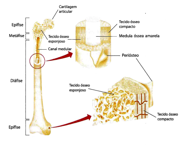 Estrutura dos ossos longos