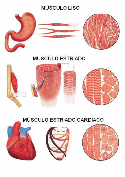 Tipos de m&uacute;sculos e fibras