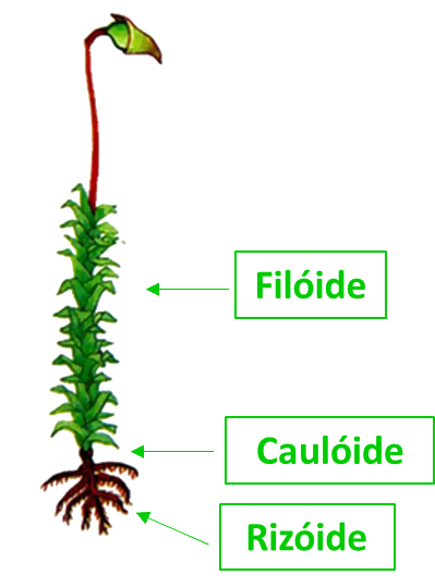 Não vascular