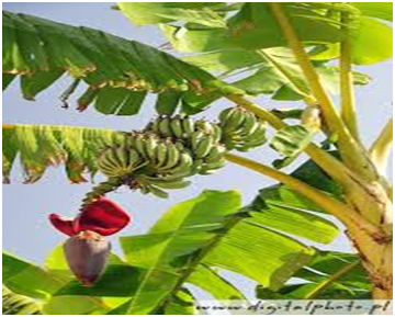 Bananeira