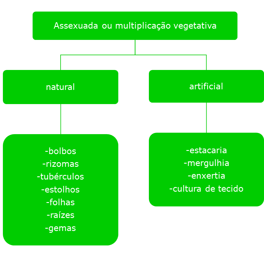 Reprodução assexuada