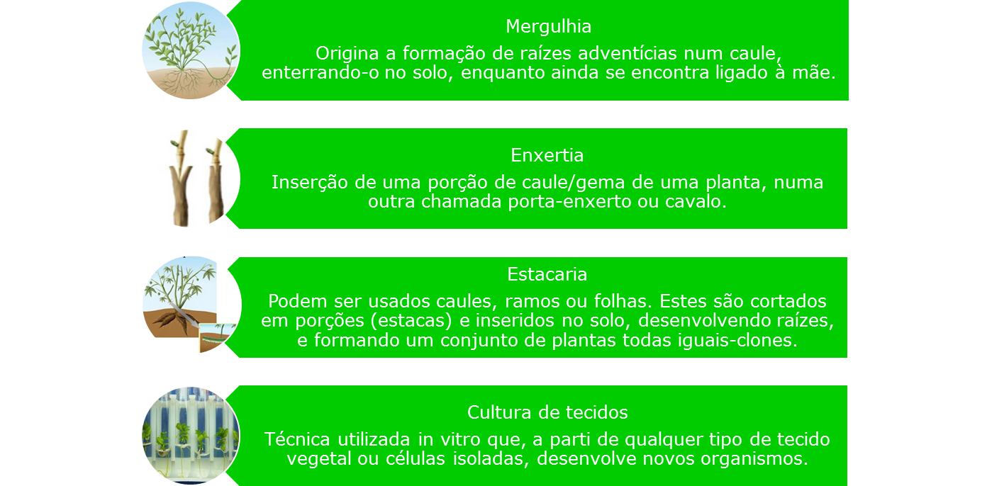 Técnicas artificiais de reprodução assexuada