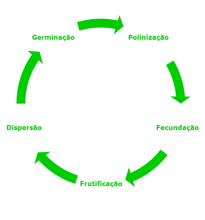Esquema-resumo 