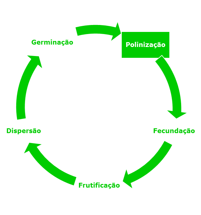 Polinização