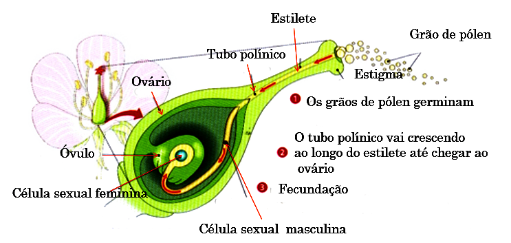 Gâmetas