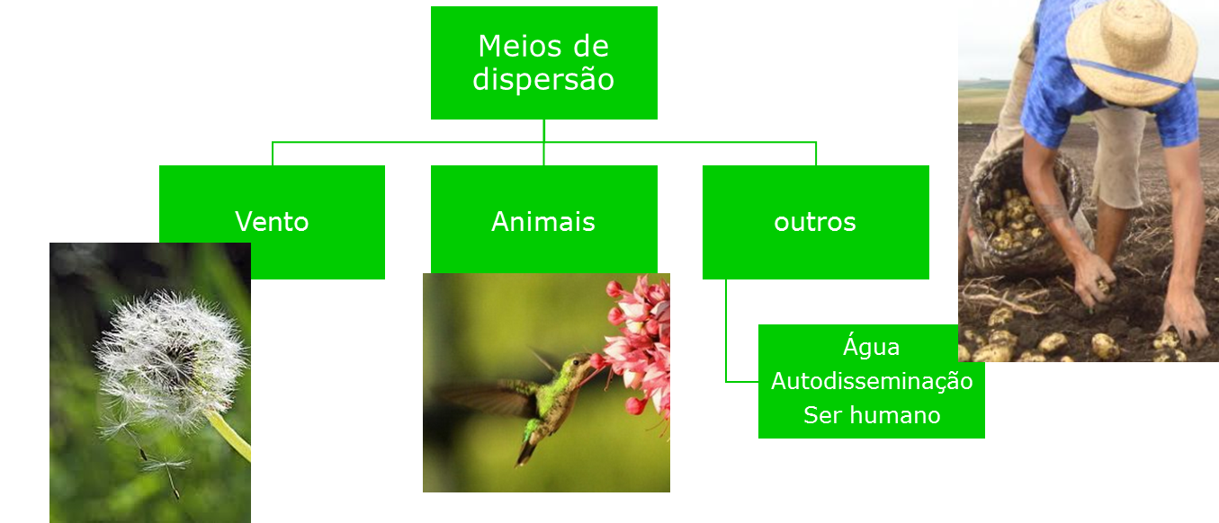 Disseminação