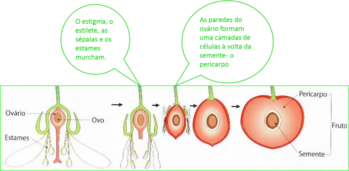 Esquema de Frutificação