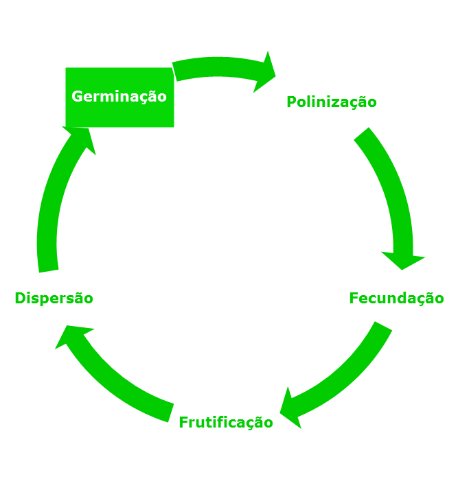 Germinação